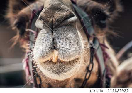 Portrait of a cute camel Portrait of a cute camel 111885927