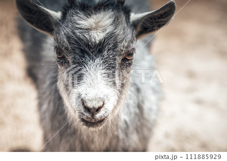 Close-up portrait of young goat Close-up portrait of young goat 111885929