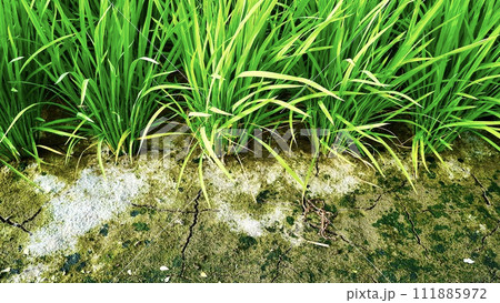 夏の昼間に撮った田んぼの稲の根元 111885972