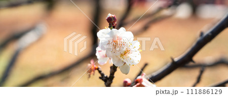 うめ 春告草 ソシンロウバイ 111886129