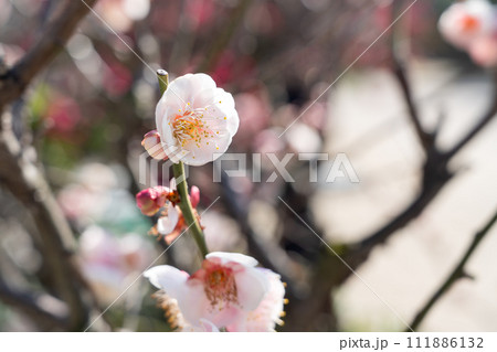 うめ 春告草 ソシンロウバイ 111886132