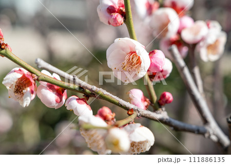 うめ 春告草 ソシンロウバイ 111886135