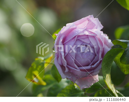 雨上がりのバラ園　ルシエルブルー	 111886440