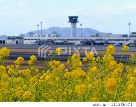 さぬきこどもの国東ウイングの菜の花畑【香川県高松市】2 111886671