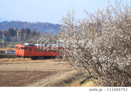 小湊鐵道「梅の花咲く沿線風景」キハ40を背景に 小湊鐵道「梅の花咲く沿線風景」キハ40を背景に 111886701