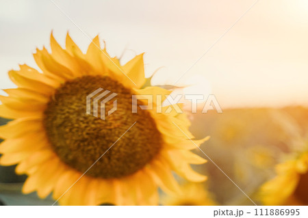 Bright Sunflower Flower: Close-up of a sunflower in full bloom, creating a natural abstract background. Summer time. Field of sunflowers in the warm light of the setting sun. Helianthus annuus. 111886995
