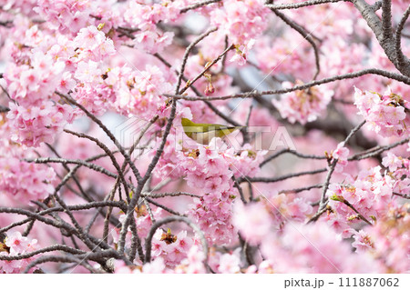 河津桜とメジロ 111887062