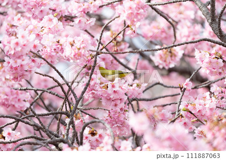 河津桜とメジロ 111887063