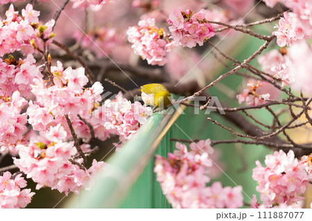 河津桜とメジロ 河津桜とメジロ 111887077