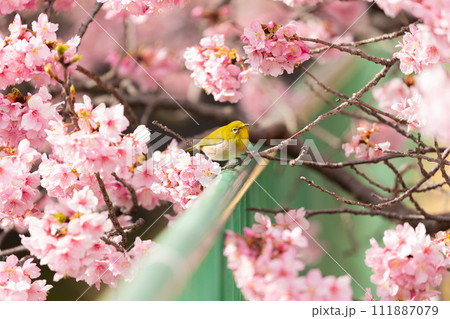 河津桜とメジロ 河津桜とメジロ 111887079