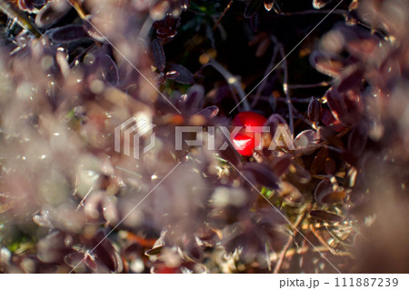 煌めく霜の中のクランベリーの赤い実、花言葉は「心を癒す」 煌めく霜の中のクランベリーの赤い実、花言葉は「心を癒す」 111887239