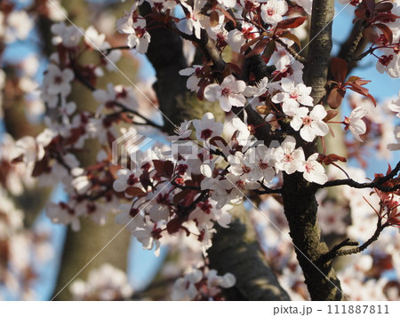 春の花 桜 アカバザクラ 春の花 桜 アカバザクラ 111887811