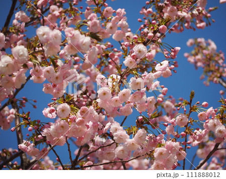 春の花 桜 イチヨウ 春の花 桜 イチヨウ 111888012