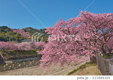 河津町の河津桜 111888105