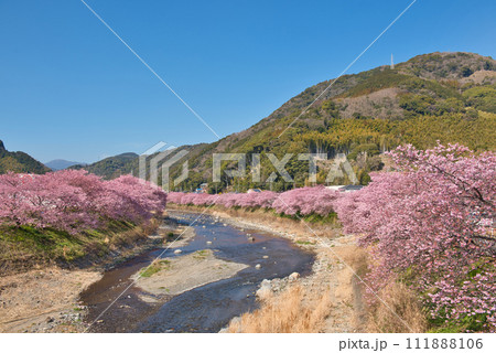 河津町の河津桜 河津町の河津桜 111888106