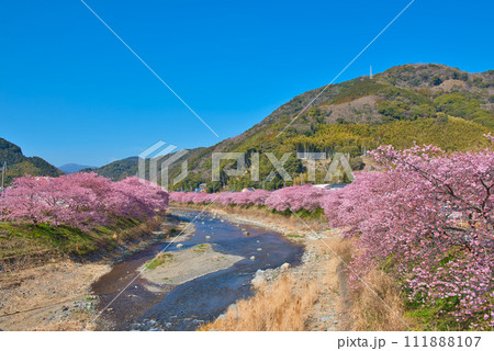 河津町の河津桜 河津町の河津桜 111888107