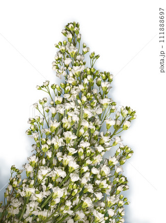 Arabis isolated on black background Arabis isolated on black background 111888697