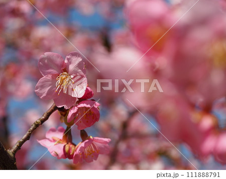 春の花　桜　河津桜	 111888791