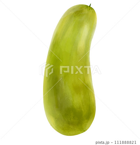 Watercolor hand drawn zucchini isolated on white background. Fresh vegetable. Watercolor illustration of vegetables 111888821