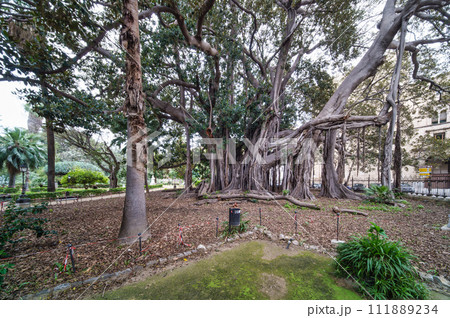 Centuries-old ficus in Palermo in the garden of Piazza Marina Centuries-old ficus in Palermo in the garden of Piazza Marina 111889234