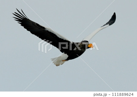 オオワシ オオワシ 111889624