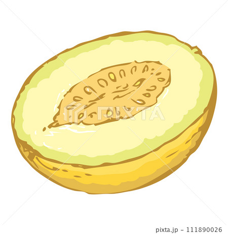 Melon. Vector drawing Melon. Vector drawing 111890026