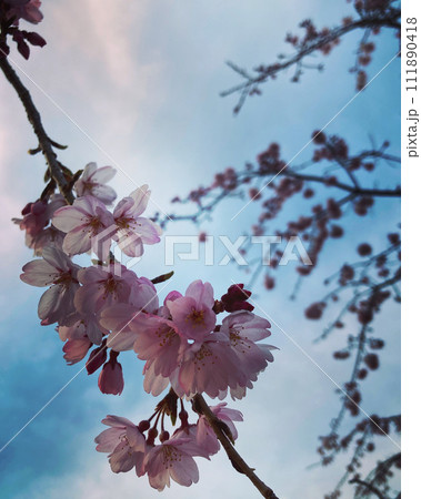 見上げた青空と桜の花 見上げた青空と桜の花 111890418