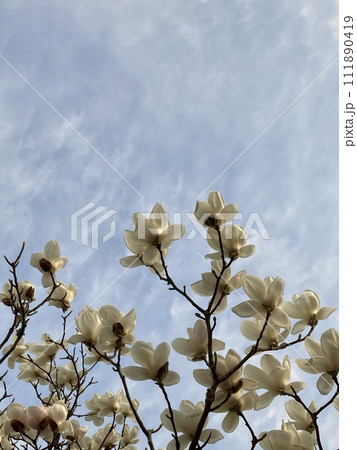 白い木蓮と青空 白い木蓮と青空 111890419