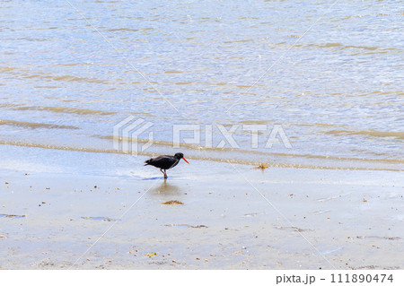 ニュージーランドのアカロアの海の波打ち際にいる黒い海鳥 111890474