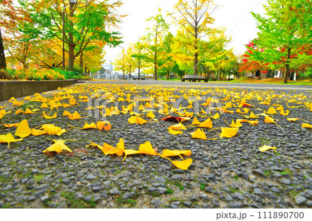 新潟県立スポーツ公園の紅葉（新潟県） 111890700