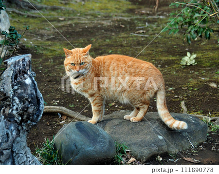 怒る猫 111890778