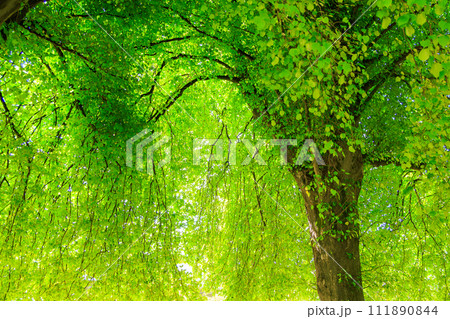 光が美しく透けるニュージーランドの美しい緑の大きな木 111890844