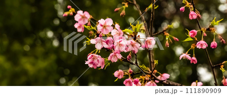 小雨に濡れる咲き始めた河津桜 111890909