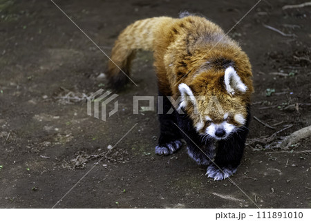 歩くレッサーパンダ 歩くレッサーパンダ 111891010