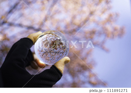 ガラス玉から見る桜	 111891271