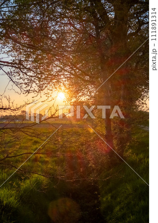 Ethereal Sunburst through Springtime Trees Ethereal Sunburst through Springtime Trees 111891314