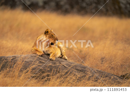 Lioness lies on low rock turning head Lioness lies on low rock turning head 111891453