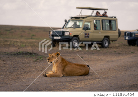 Lioness lies on road near safari trucks 111891454