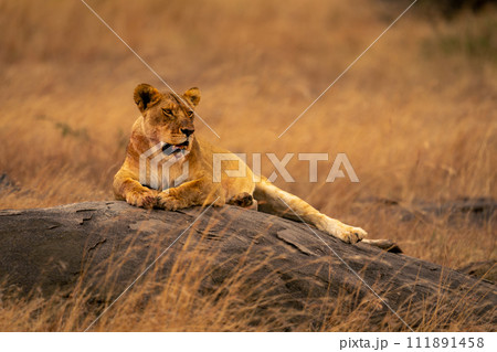 Lioness lies on small rock turning head Lioness lies on small rock turning head 111891458