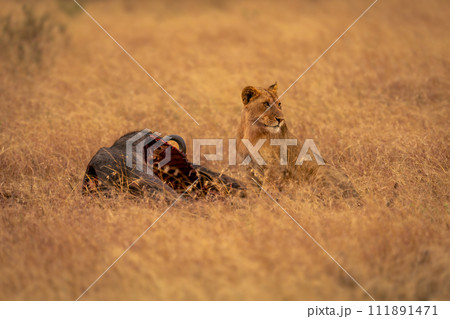 Lioness sits turning head near wildebeest carcase 111891471