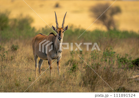 Male common eland stands facing towards camera 111891524