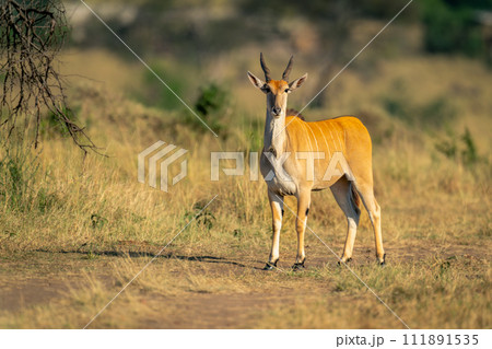 Male common eland stands on grassy track 111891535