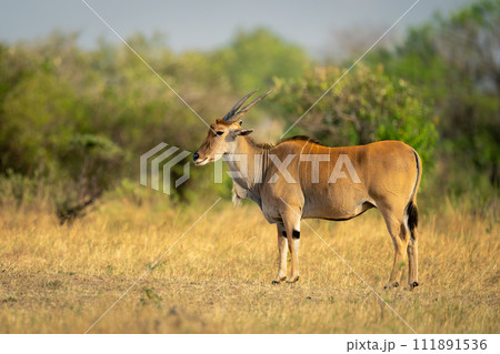 Male common eland stands on short grass Male common eland stands on short grass 111891536