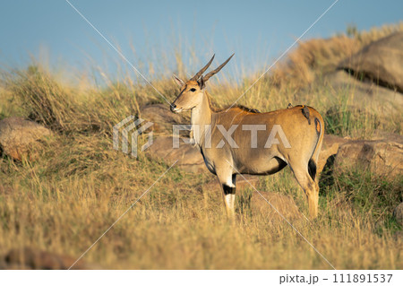 Male common eland stands staring at camera 111891537