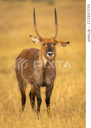 Male defassa waterbuck stands twisting its head Male defassa waterbuck stands twisting its head 111891559