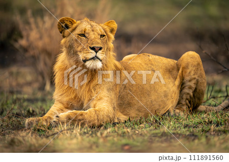 Male lion lying on grass turning head Male lion lying on grass turning head 111891560