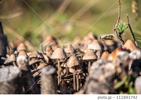Wood mushrooms in the mountains at lake Como 111891742