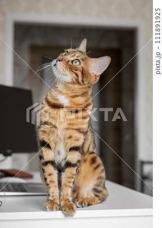 Bengal cat resting in a home interior. Bengal cat resting in a home interior. 111891925