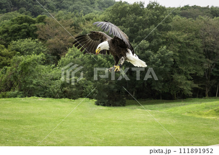 翼を広げたハクトウワシ 111891952