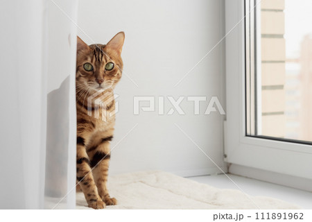 Bengal domestic cat resting on the windowsill near the window. 111891962
